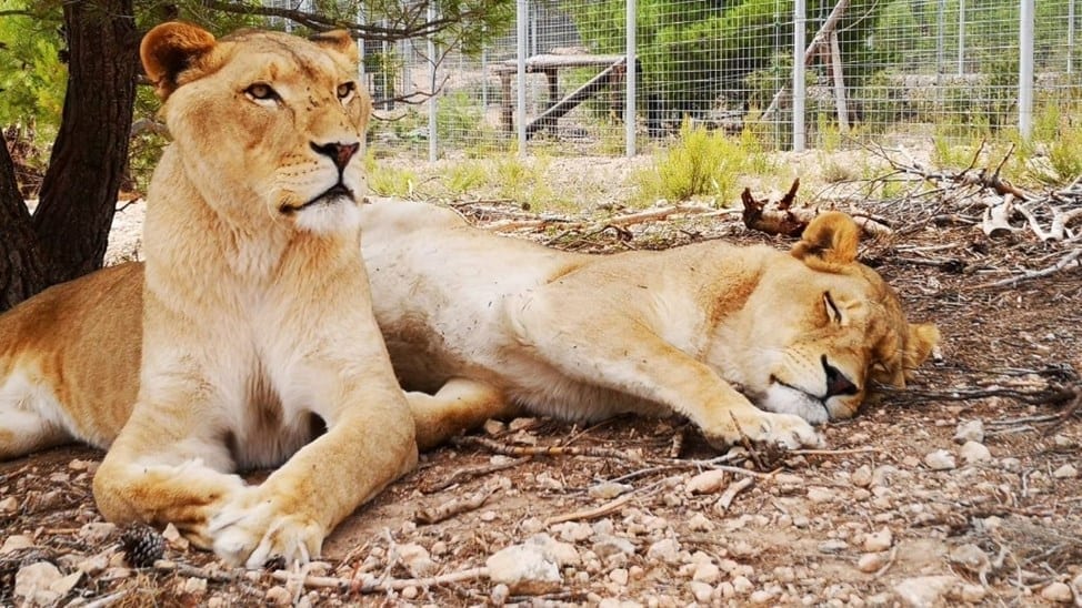 Lions enter Brexit debate