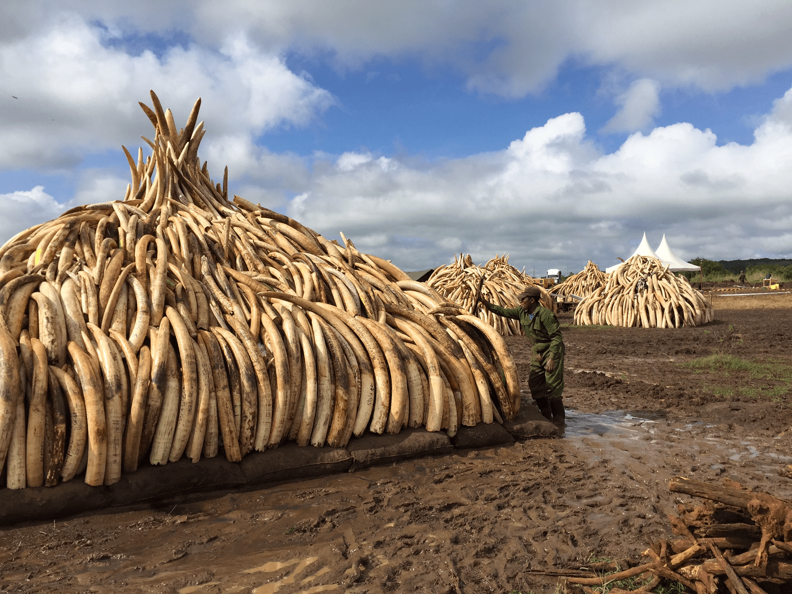 The Ivory Burn