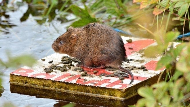 Water vole at Malham