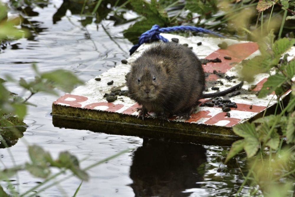 Water vole at Malham