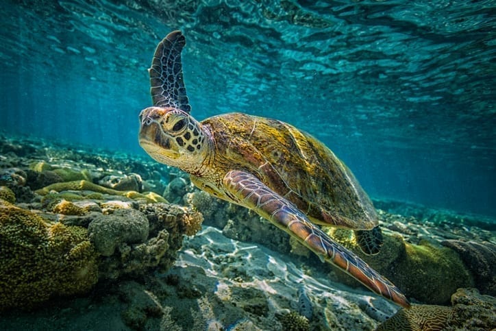 A Blueprint for Ocean Protection