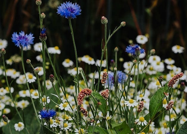 Weleda: a pioneer of natural wellbeing