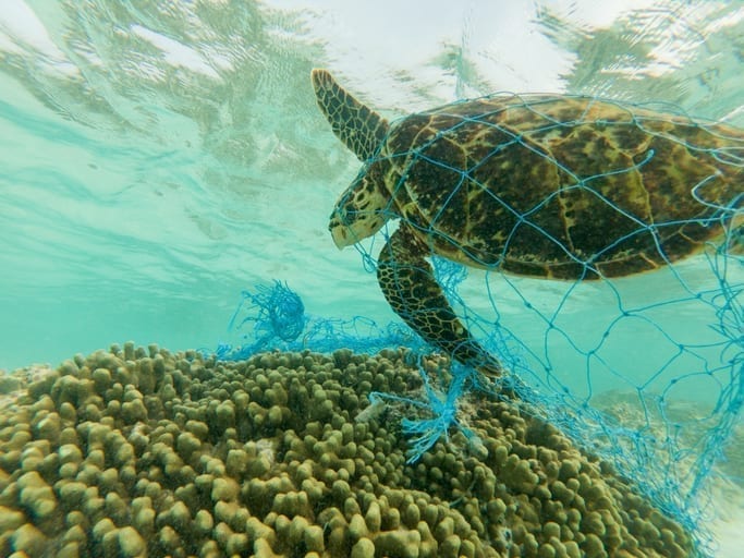 A year on from Blue Planet II…