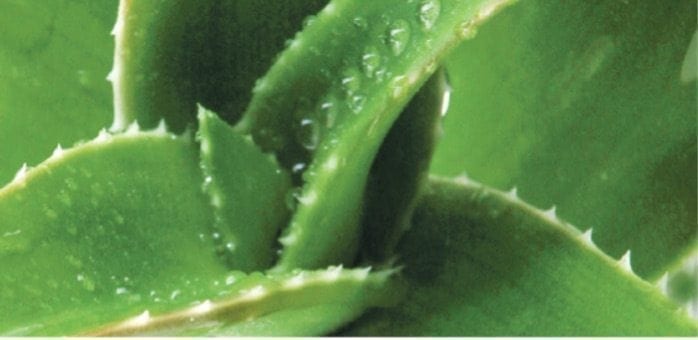 Aloe ferox
