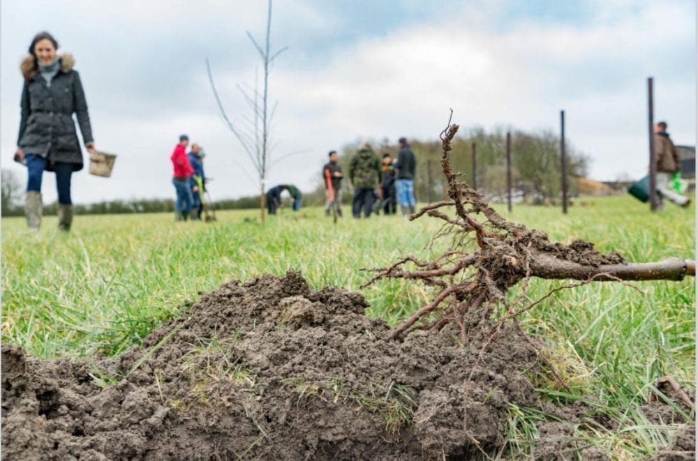 Agroforestry in action