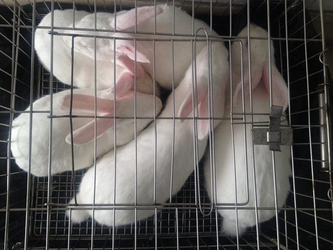 Animal tests in cosmetics