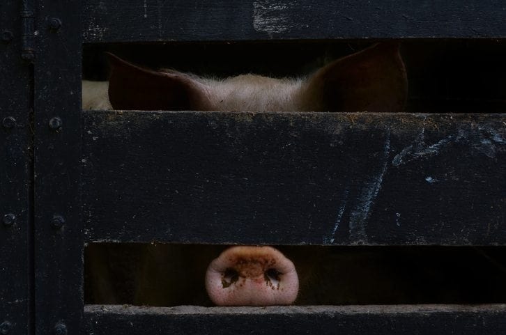 Adult male pig begging for freedom