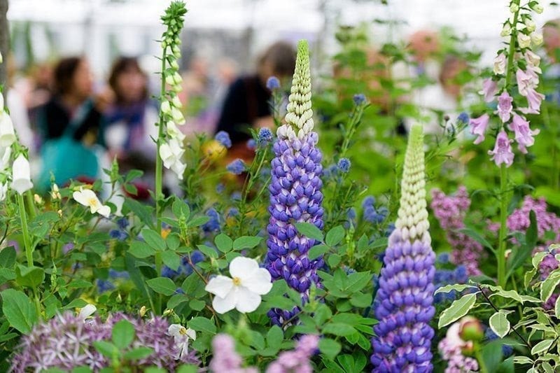 RHS Chelsea Flower Show 2018