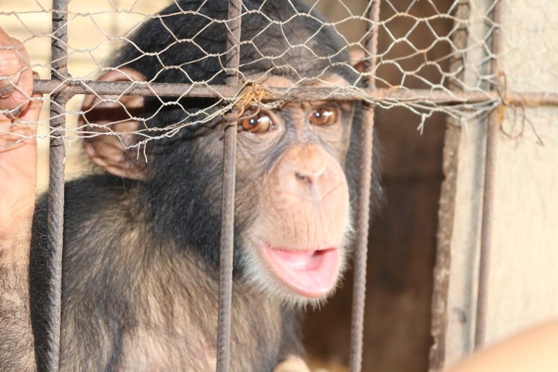Simon the chimp needs a Christmas miracle