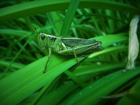 Crickets and grasshoppers are at risk
