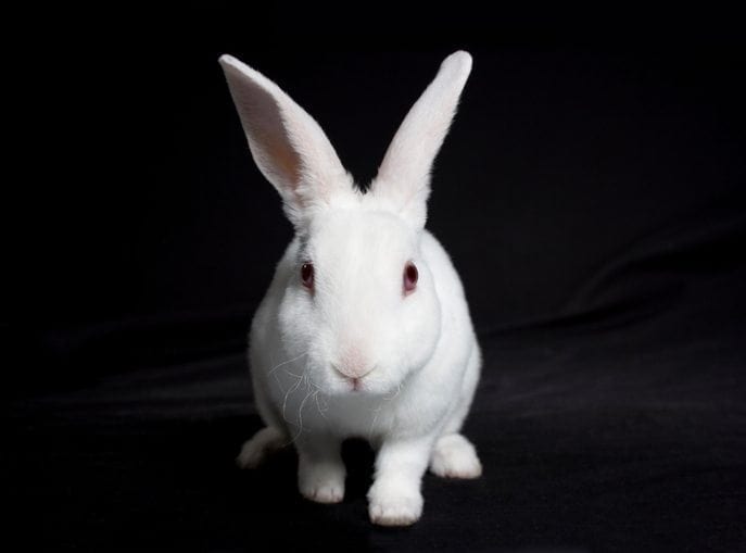 Cruelty in cosmetics