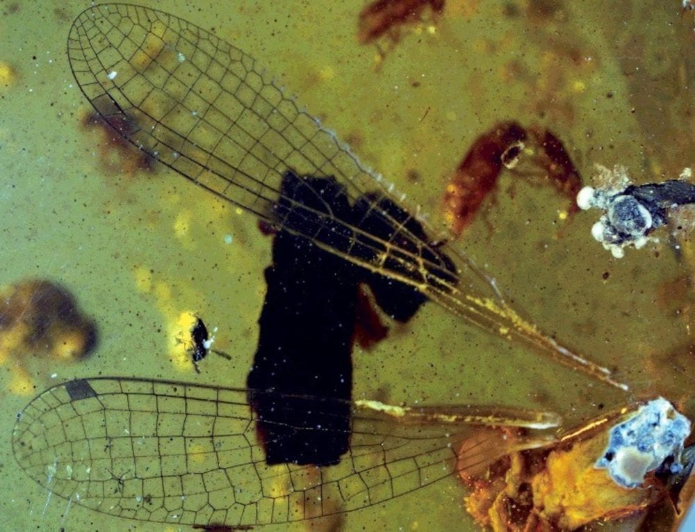 The damselfly named after David Attenborough