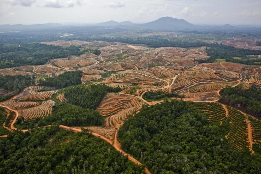 Deforestation in Central Kalimantan