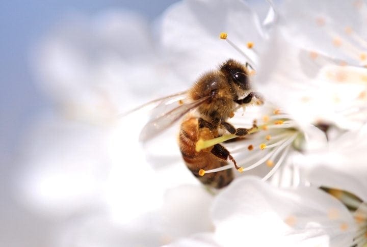 Do store-bought plants harm bees?