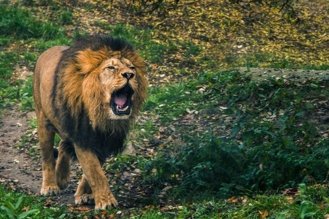 Does a lion live next door?