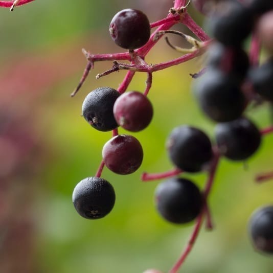 Elderberries