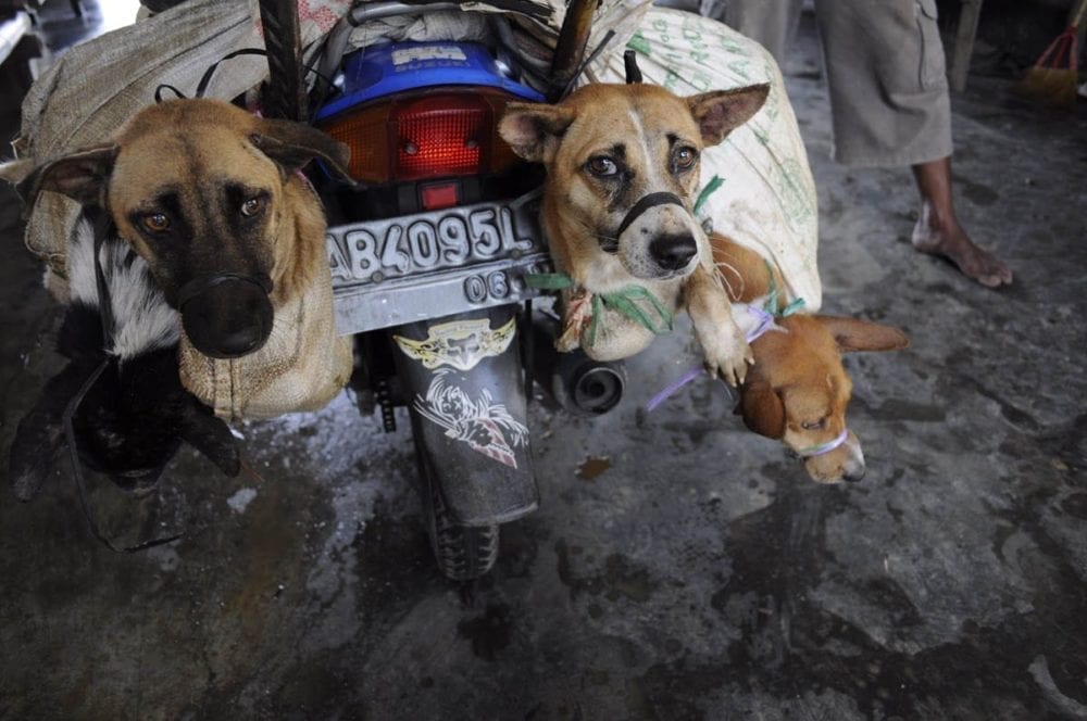 End cat and dog meat trade_mygreenpod