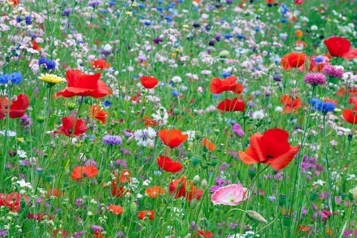 Festival of Nature 2018