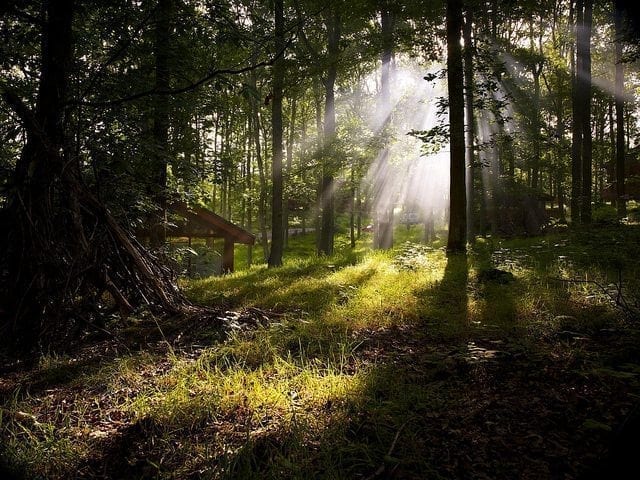 Forest bathing at Forest Holidays