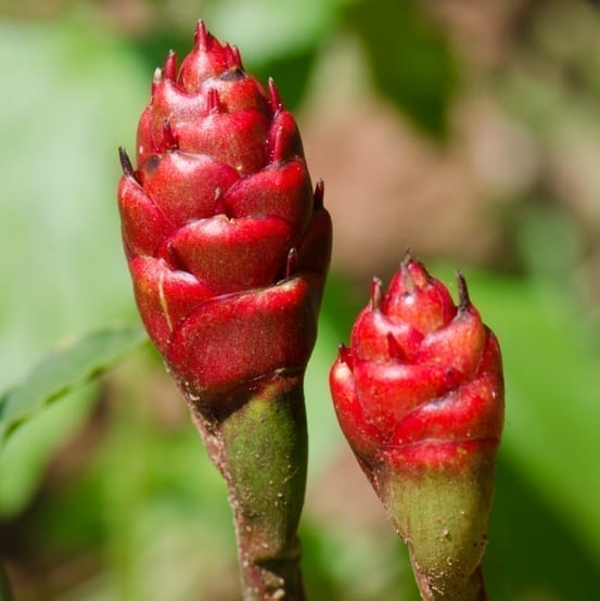 Ginger flower buds