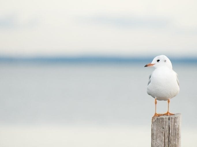 Good news for the oceans