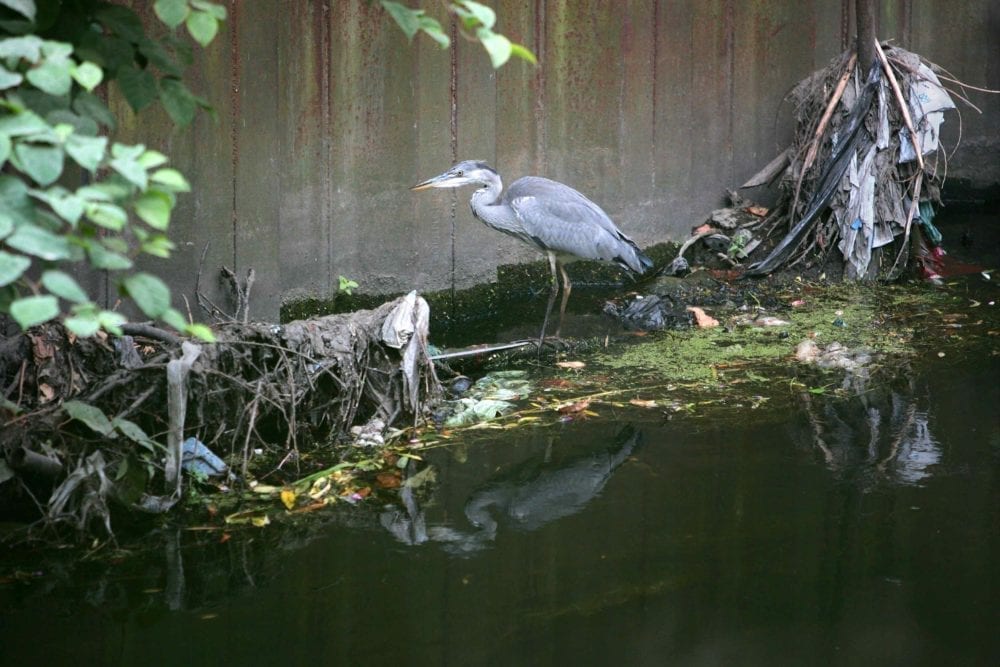 River Wandle, South London