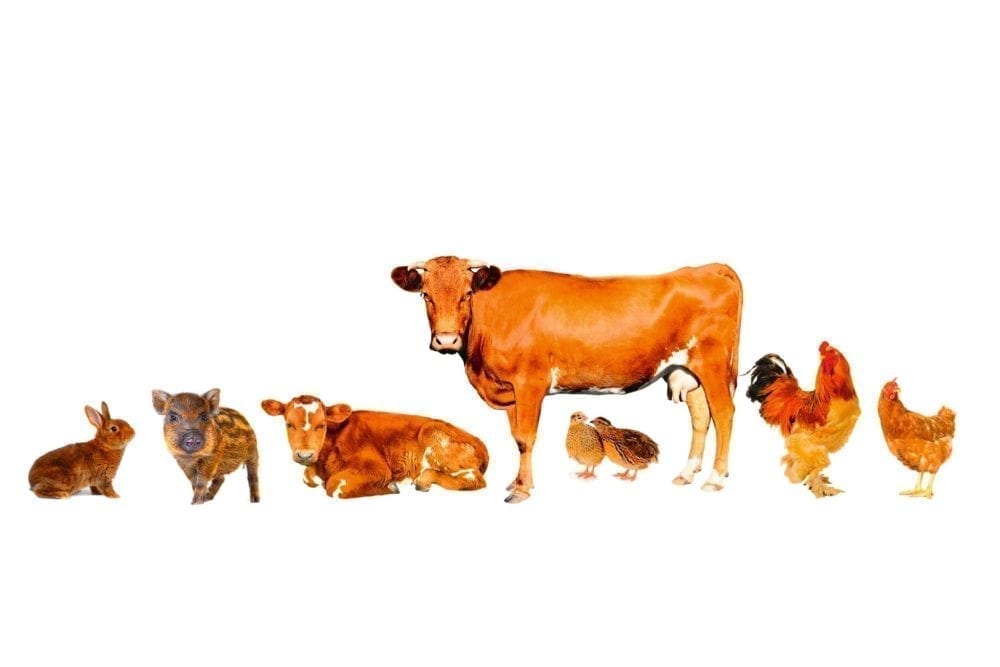 How to go vegan