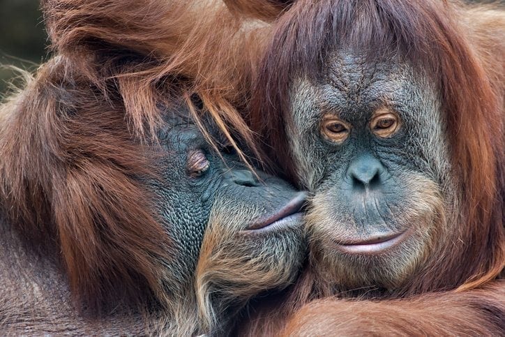 Iceland says no to palm oil