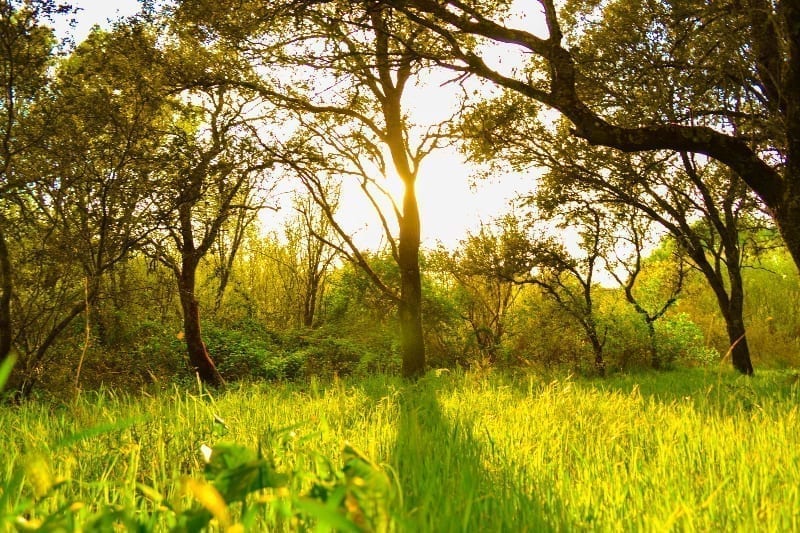 In praise of trees, Helen Browning