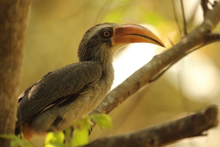 Malabar Grey Hornbill