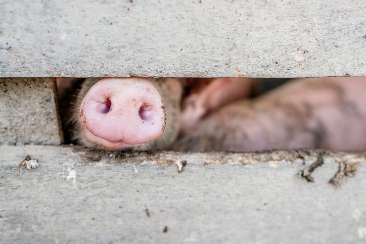 Meat and climate change