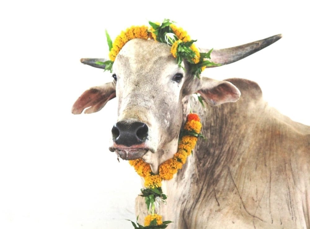 Merry the bull