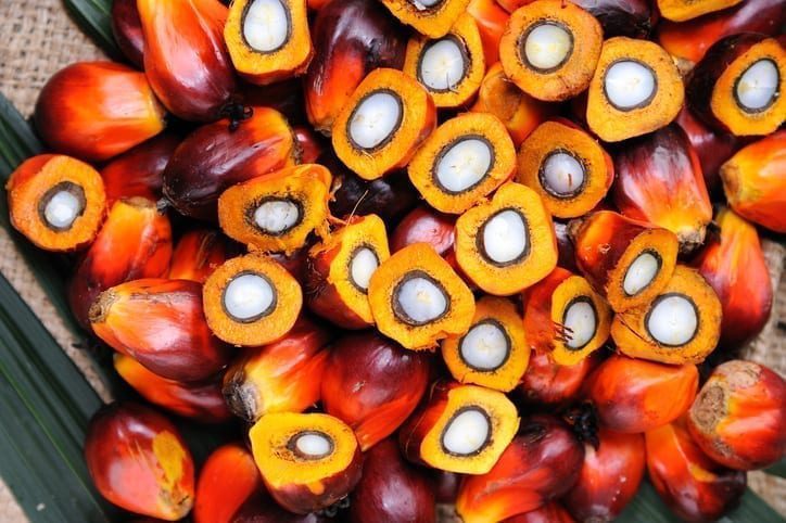 Monitoring palm oil suppliers