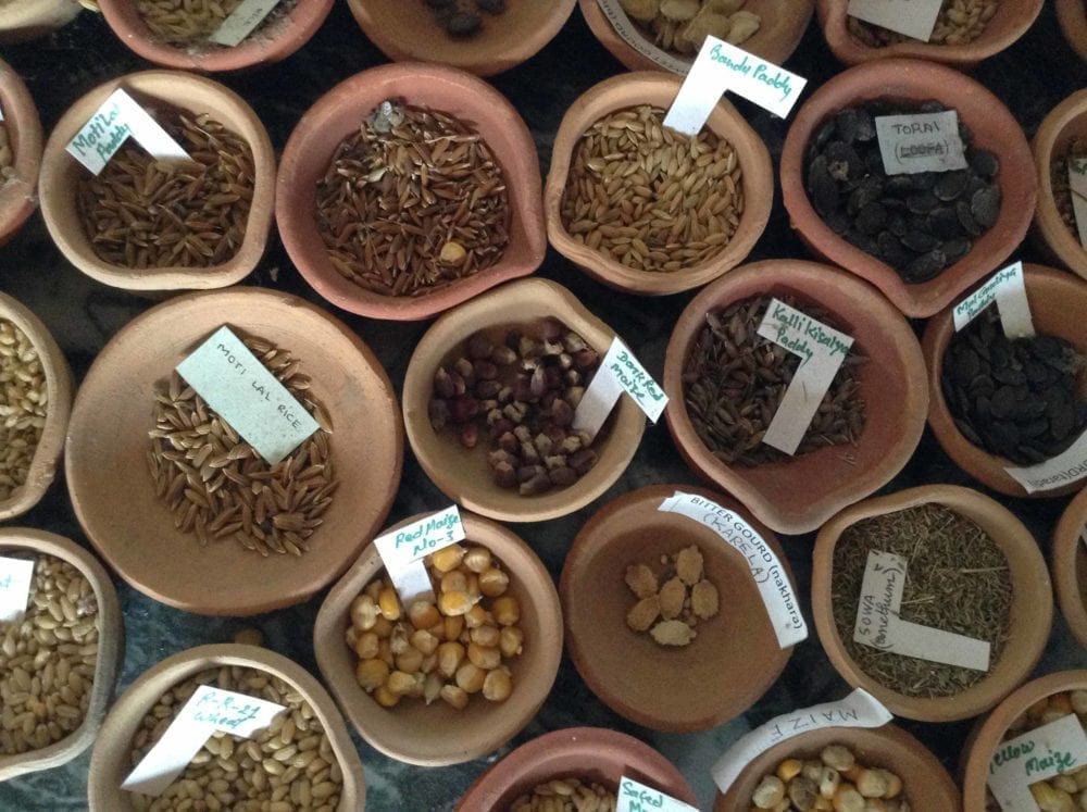 Seeds at Navdanya