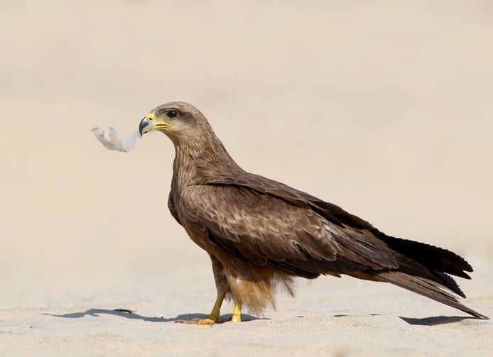 New Scientist Live tackles plastics