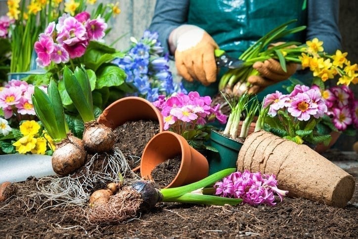 Peat-free gardening