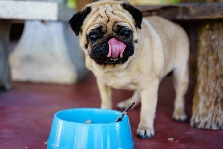 Pets and climate change
