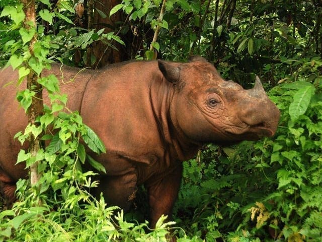 Sumatran rhino