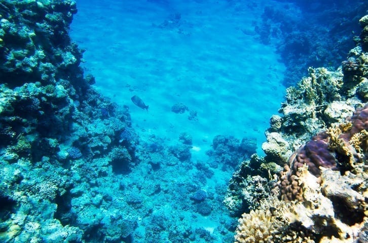 Pristine oceans may be gone in 50 years