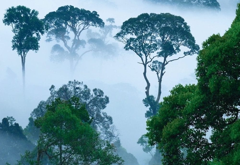 Rainforest, by Tony Juniper