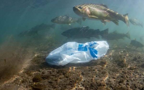 Fish and litter in the River Wye