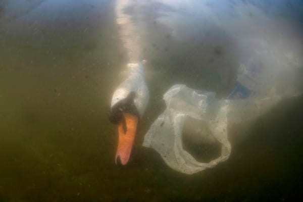 Mute swan and plastic bag
