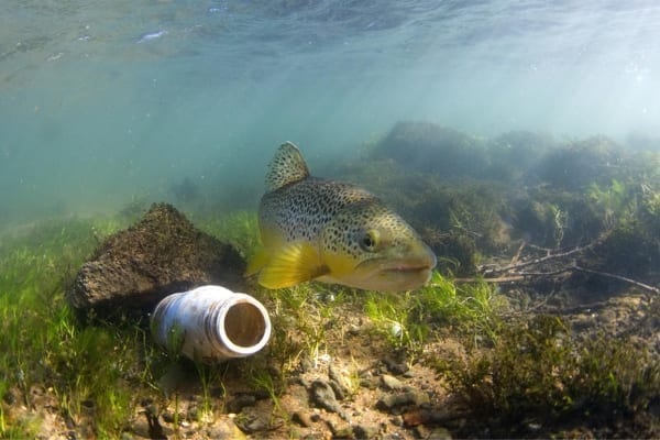 Brown trout and litter
