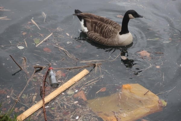 Plastic waste on New River, London