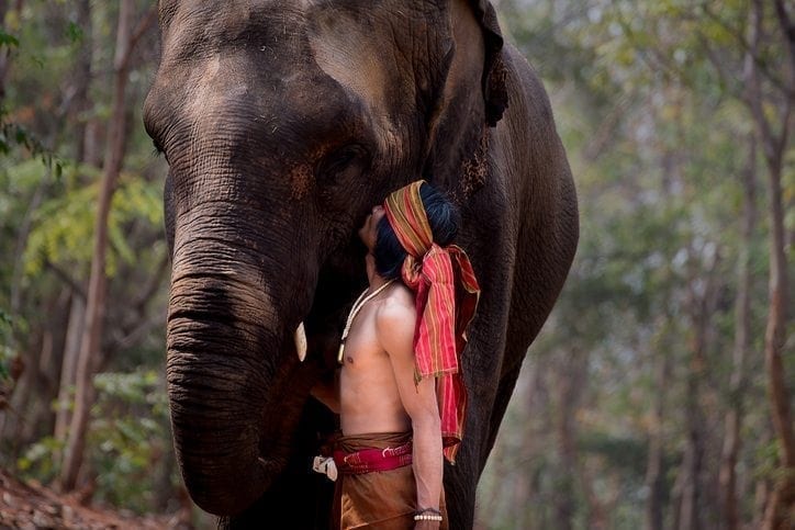Elephant with mahouts