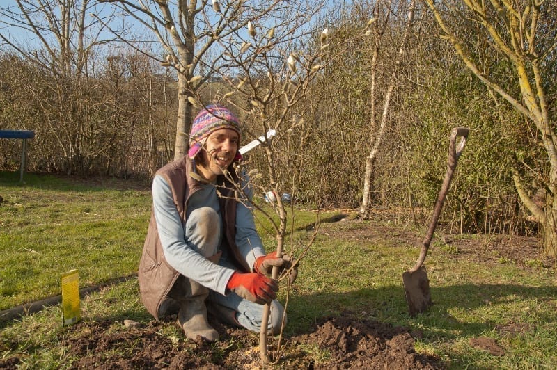 Sebastian Pole planting a magnolia stella