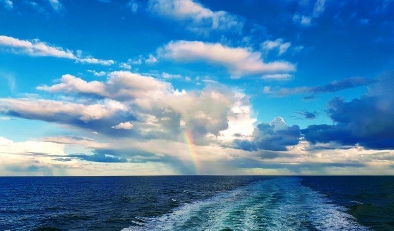 Spotting wildlife from a ferry