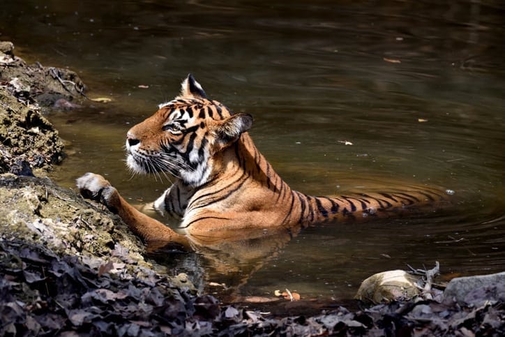 Could tech end human-wildlife conflict?
