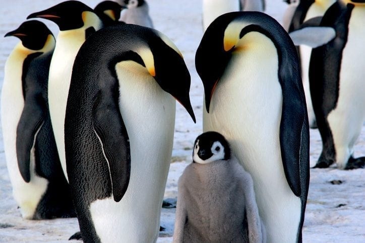 Emperor penguins in the Antarctic