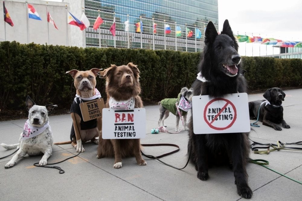 The Body Shop UN Protest, Jan 2018